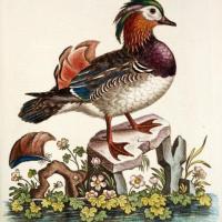 mandarin tiré de:  A  NATURAL HISTORY OF BIRDS. EDWARDS 1743