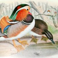 mandarin:The Birds of Asia d'après John Gould