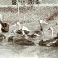 10 canards à tête rose sur cette photo prise en angleterre dans un élevage en 1930.