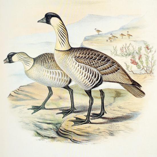 Lithographie de F. W. Frohawk (The Birds of the Sandwich Islands,1890-99)