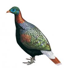 lophophore de sclater