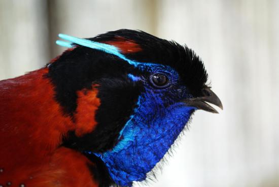 tragopan SATYRE