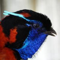 tragopan SATYRE