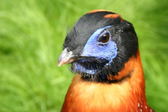 Tragopan de Temminck