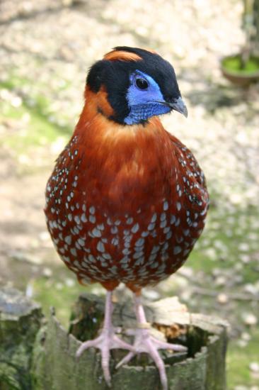 Tragopan de Temminck