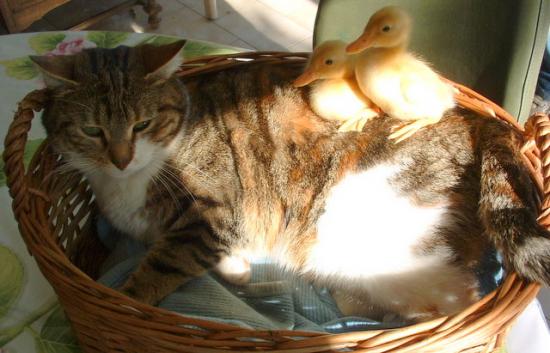 la chatte et les canetons.