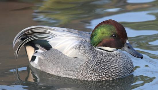 canard à faucilles
