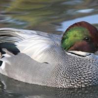 canard à faucilles