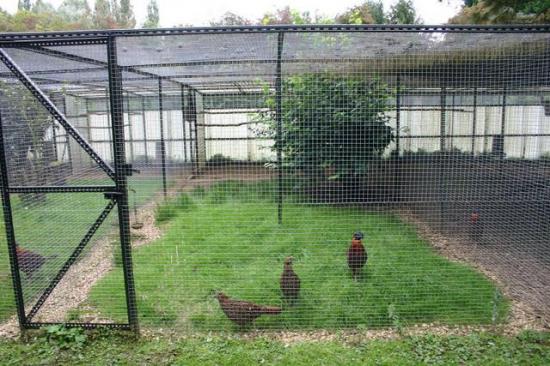 volière tragopan de temminck