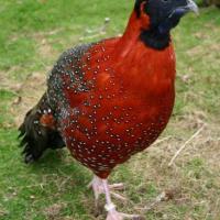 Tragopan SATYRE