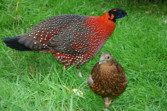 couple