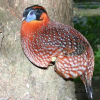 tragopan temminck
