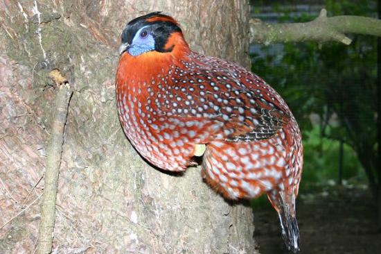 TRAGOPAN de TEMMINCK