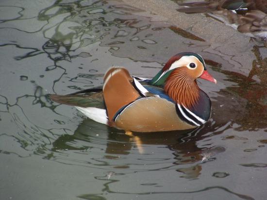 mâle en couleurs