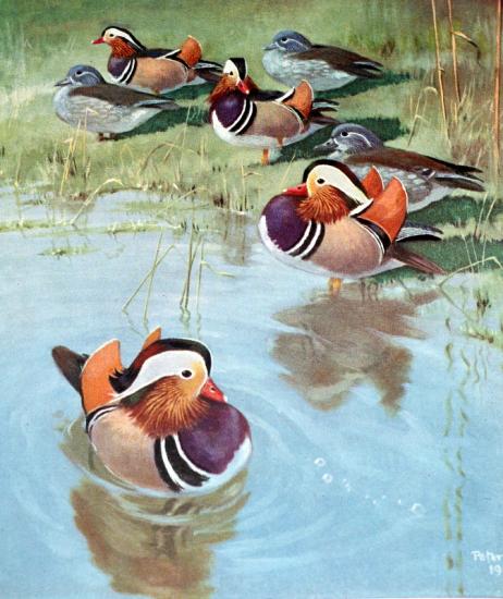 le mandarin dans l'art