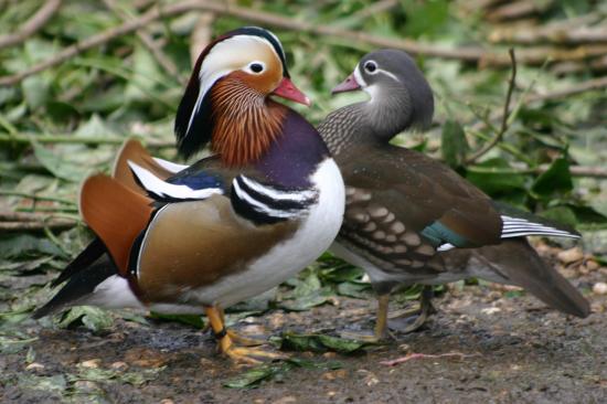 couple de mandarin