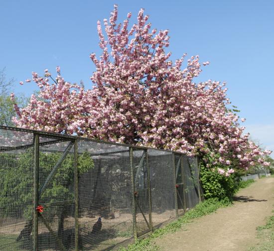 enfin, c'est le printemps!