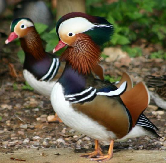 magnifique sujet