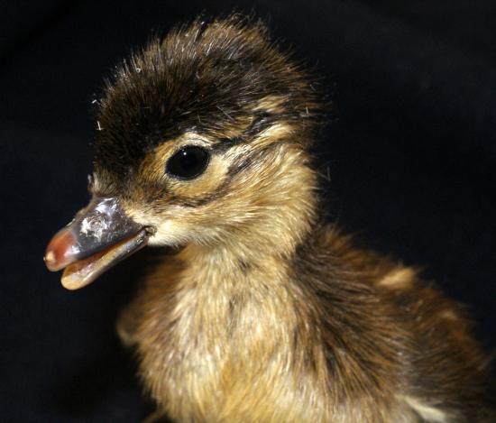 jeune Mandarin