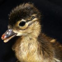 jeune Mandarin