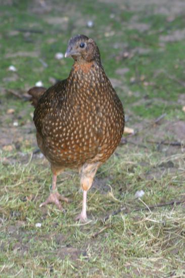 femelle SATYRE
