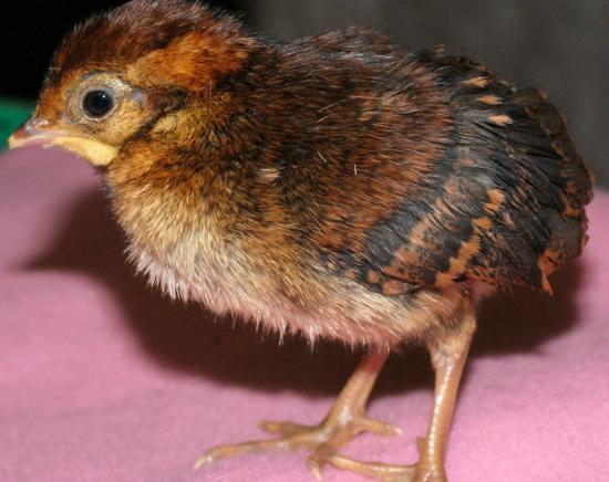 poussin temminck de 12 heures