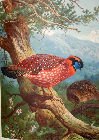peinture de 1912 par Archibald THORBURN