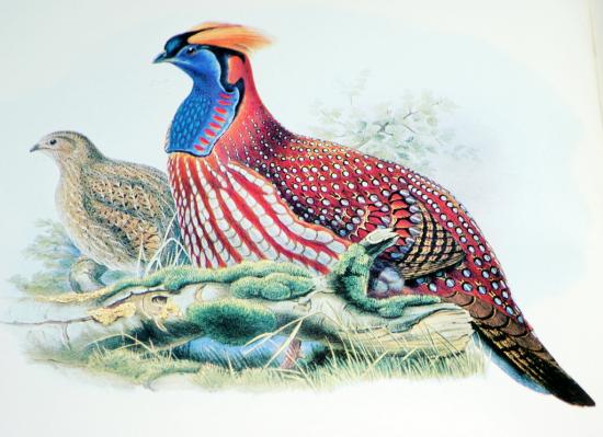 d'après John Gould "The Birds of Asia"