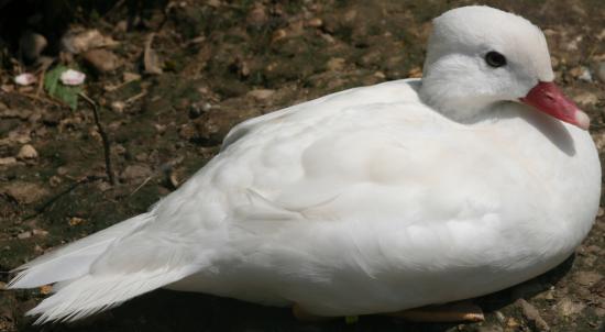 MANDARIN BLANC