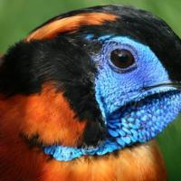 tragopan de temminck