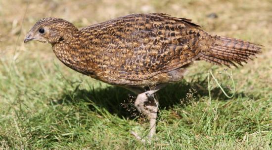 jeune tragopan satyre de 3 mois