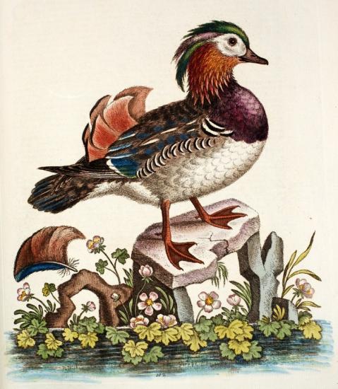 mandarin tiré de:  A  NATURAL HISTORY OF BIRDS. EDWARDS 1743