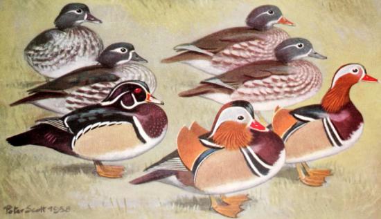carolin (aix sponsa) & mandarin (aix galericulata) Peter Scott 1958