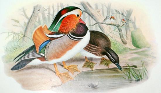 mandarin:The Birds of Asia d'après John Gould