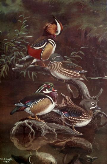 carolin & mandarin, peint par Allan Brooks en 1920