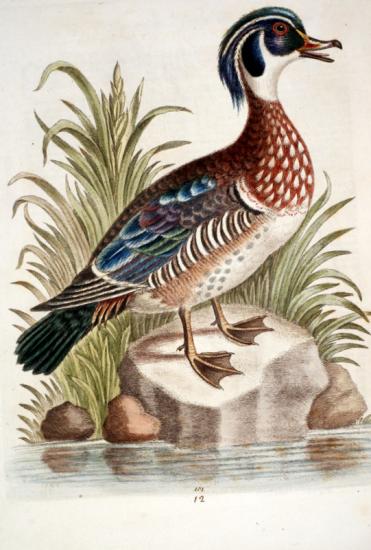 Carolin tiré de : A NATURAL HISTORY OF BIRDS. EDWARDS 1743.trés ancienne gravure XVII ème