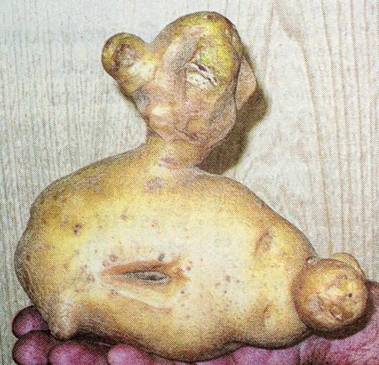 pomme de terre en forme de canard ? ou canard qui a la patate ?