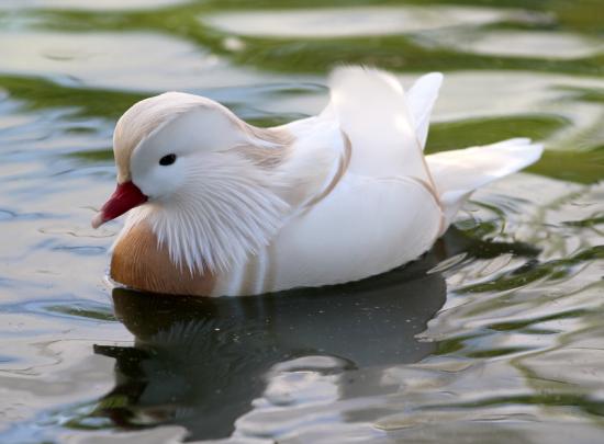 MANDARIN BLANC