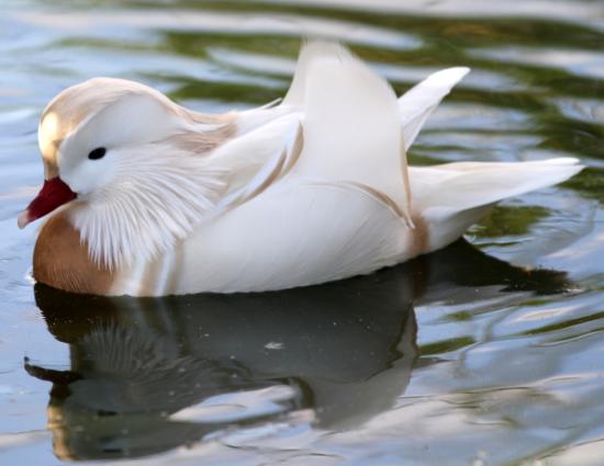 Mandarin Blanc