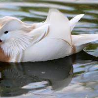Mandarin Blanc