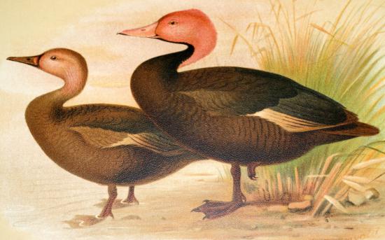 magnifique canard éteint dans la nature par chasse excessive en 1935.