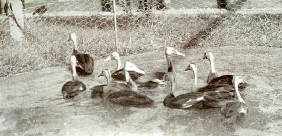 10 canards à tête rose sur cette photo prise en angleterre dans un élevage en 1930.