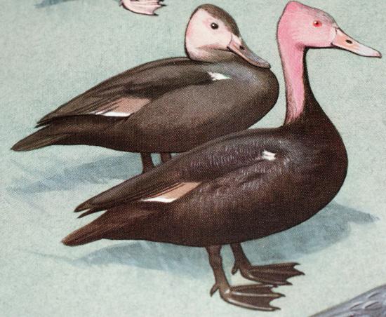 Canard à tête rose, éteint .