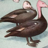 Canard à tête rose, éteint .