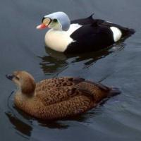 Eider Royal couple