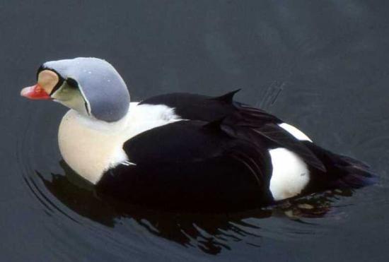 Eider Royal