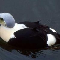 Eider Royal