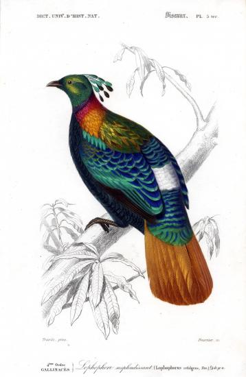 bernache d'Hawaï