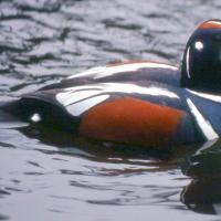 Garrrot arlequin