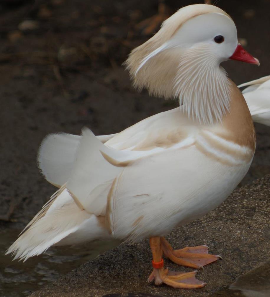 Mandarin blanc